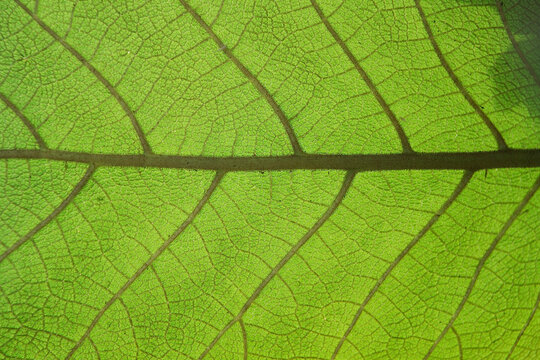 Leaf, Close-up