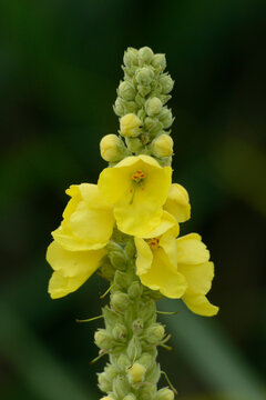 Close-up of Common Mullein (Verbascum thapsus), Neumarkt, Upper Palatinate, Bavaria, Germany
