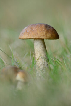 Close-up of Birch Bolete (Leccinum scabrum) in Grass, Neumarkt, Upper Palatinate, Bavaria, Germany