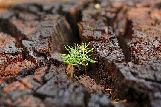 Norway Spruce (Picea abies) Seedlings Growing in Old Wood, Upper Palatinate, Bavaria, Germany