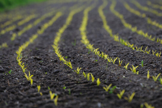Landscape of a Maize or Corn (Zea mays) field in spring, Upper Palatinate, Bavaria, Germany.