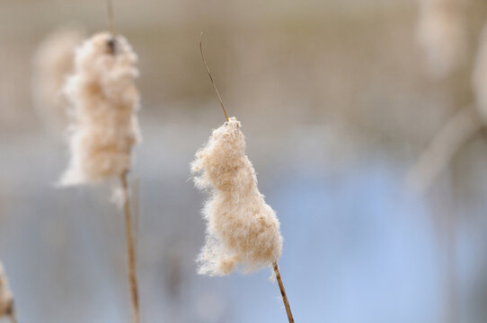 Close-up of Common Bulrush (Typha latifolia) seeds in autumn, Bavaria, Germany