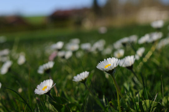 Close-up of common daisy (Bellis perennis) flowers in a meadow in spring, Upper Palatinate, Bavaria, Germany