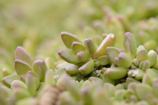 Close-up of Yellow Ice Plant (Delosperma nubigenum) Leaves in Winter, Upper Palatinate, Bavaria, Germany
