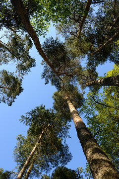 Looking up at Scots Pine (Pinus sylvestris) Trees in Spring, Upper Palatinate, Bavaria, Germany
