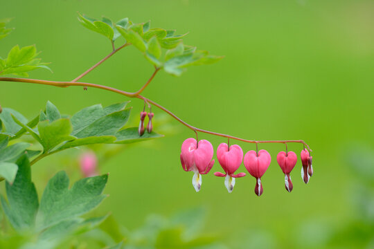 Close-up of Old-fashioned Bleeding-heart (Lamprocapnos spectabilis) Blossoms in Garden in Spring, Upper Palatinate, Bavaria, Germany