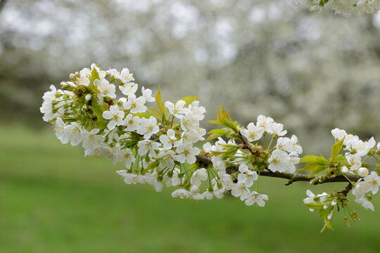 Close-up of Cherry Blossoms in Spring, Upper Palatinate, Bavaria, Germany