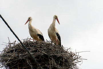 A family of storks stands in a large nest against a background of blue sky and clouds. A large stork nest on an electric concrete pole. The stork is a symbol of Belarus