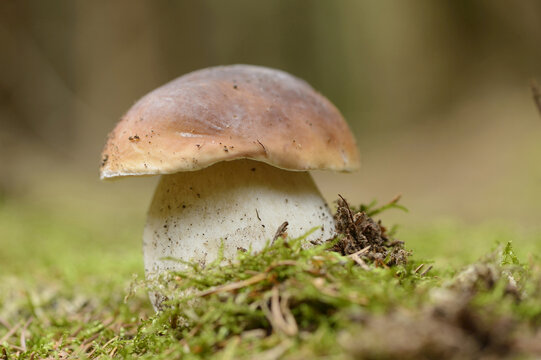 Close-up of Penny Bun (Boletus edulis) in Forest, Bavaria, Germany