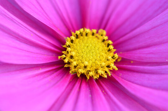 Close-up of Blossom of Garden Cosmos (Cosmos bipinnatus) in Garden, Bavaria, Germany