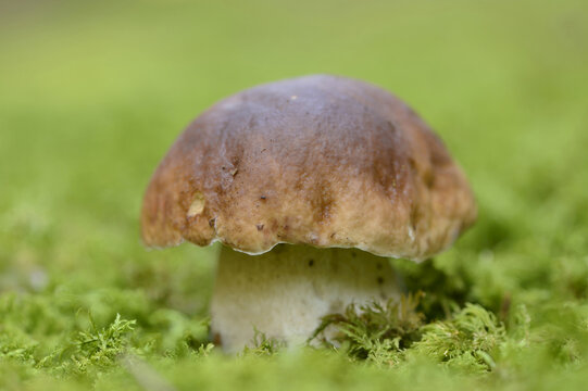 Close-up of Penny Bun (Boletus edulis) in Forest, Bavaria, Germany