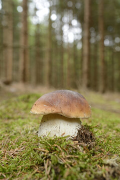 Close-up of Penny Bun (Boletus edulis) in Forest, Bavaria, Germany