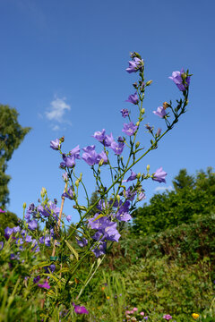 Close-up of Milky Bellflower (Campanula lactiflora) blossom in Garden in Spring, Bavaria, Germany