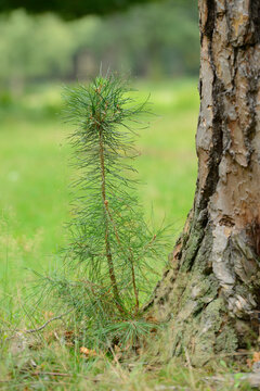 Close-up of a young Scots pine (Pinus sylvestris) beside an old one