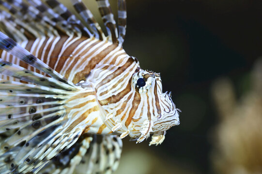 Portrait of Red Lionfish (Pterois volitans), Bavaria, Germany