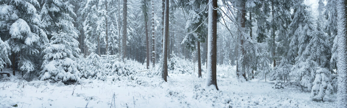 Forest with Norway Spruce (Picea abies) Trees Covered in Snow in Winter, Upper Palatinate, Bavaria, Germany