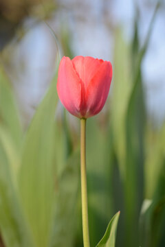 Close-up of a tulip (Tulipa) bloom in spring, Bavaria, Germany