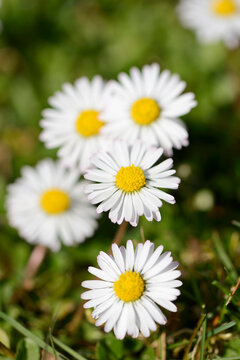 Close-up of common daisy (Bellis perennis) blooming in a meadow in spring, Bavaria, Germany