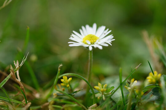 Close-up of Common Daisy (Bellis perennis) Blossom in Meadow in Early Summer, Bavaria, Germany