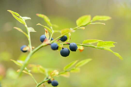 Close-up of European Blueberry (Vaccinium myrtillus) Fruits in Forest on Rainy Day in Spring, Bavaria, Germany
