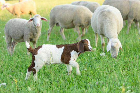 Group of Sheep (Ovis aries) and a Boer goat kid outdoors in summer, Uppre Palatinate, Bavaria, Germany