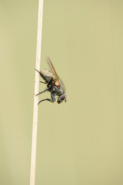 Close-up of a Blow fly (Calliphoridae) sitting on weed in summer, Upper Palatinate, Bavaria, Germany