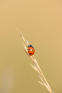 Seven-spot ladybird bug (Coccinella septempunctata) sitting on a weed in summer, Upper Palatinate, Bavaria, Germany