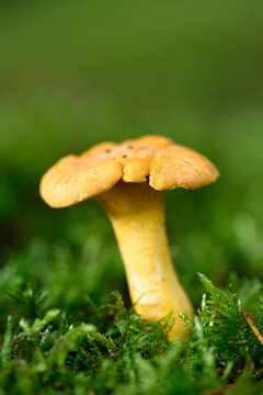 Golden chanterelle (Cantharellus cibarius) growing out of the moss in autumn, Upper Palatinate, Bavaria, Germany