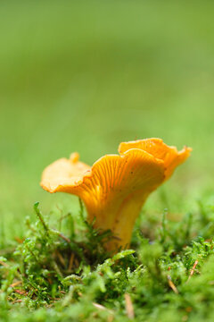 Golden chanterelle (Cantharellus cibarius) growing out of the moss in autumn, Upper Palatinate, Bavaria, Germany