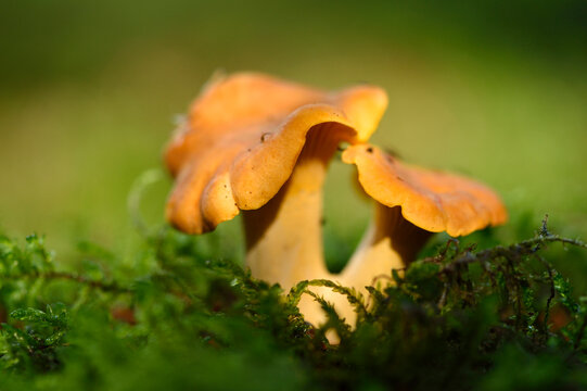 Golden chanterelle (Cantharellus cibarius) growing out of the moss in autumn, Upper Palatinate, Bavaria, Germany