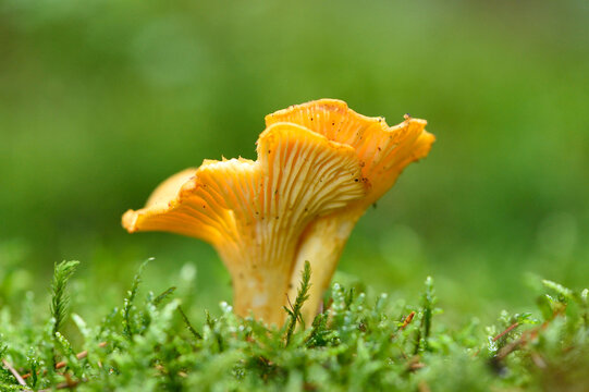 Golden chanterelle (Cantharellus cibarius) growing out of the moss in autumn, Upper Palatinate, Bavaria, Germany