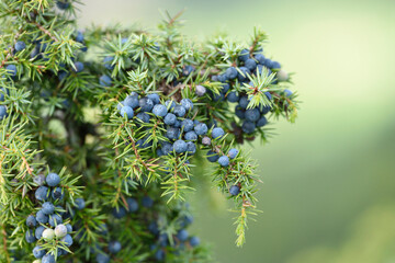 Close-up of common juniper (uniperus communis) fruits in late summer, Upper Palatinate, Bavaria, Germany