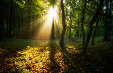 Fototapeta na wymiar Wschód słońca w lesie.