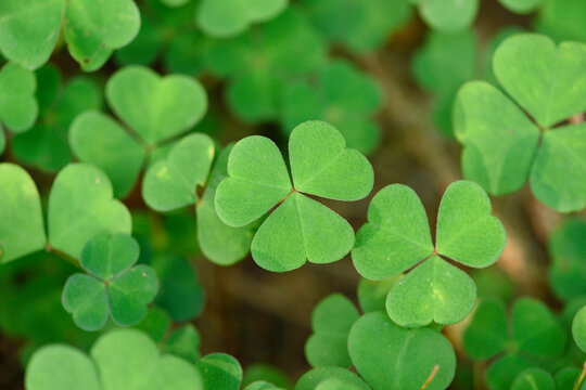 Close-up of or common wood sorrel (Oxalis acetosella) on the forest floor in late summer, Upper Palatinate, Bavaria, Germany