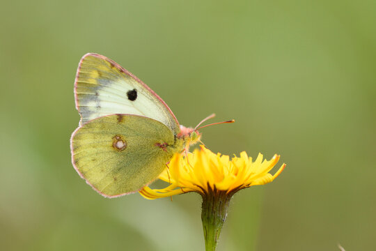 Close-up of a Berger's Clouded Yellow (Colias sareptensis) butterfly in autumn, Upper Palatinate, Bavaria, Germany