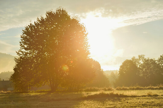 Sun behind Tree in Early Morning in Autumn, Bavarian Forest National Park, Bavaria, Germany