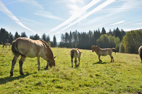 Group of Przewalski's Horses (Equus ferus przewalskii) on Meadow in Autumn, Bavarian Forest National Park, Bavaria, Germany