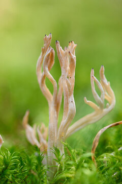 Close-up of a white coral fungus (Clavaria coralloides) in a forest in autumn, Upper Palatinate, Bavaria, Germany