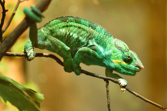 Close-up of a panther chameleon (Furcifer pardalis) in a terrarium, Bavaria, Germany