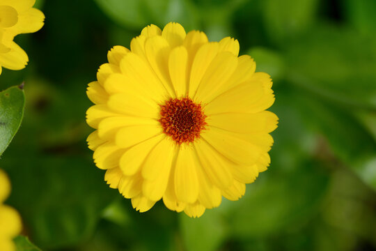Close-up of pot marigold (Calendula officinalis) blossom in a garden in summer, Bavaria, Germany