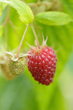 Close-up of red raspberry (Rubus idaeus) fruits in a garden in summer, Bavaria, Germany