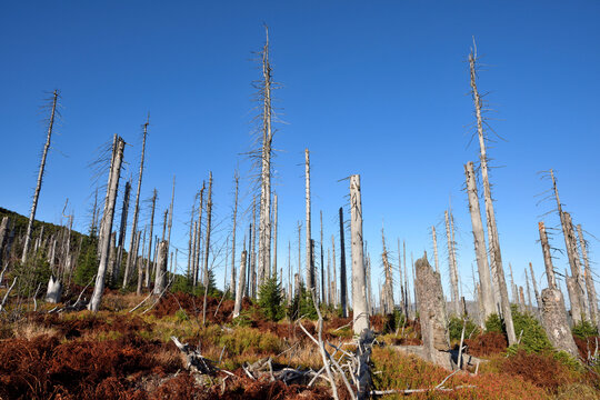 Scene of forest with dead, Norway spruce trees (Picea abies) killed by bark beetle (Scolytidae) in the Bavarian Forest National Park, Bavaria, Germany