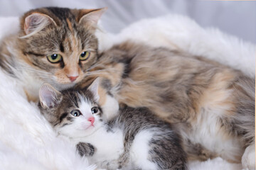 Mother cat and baby Cat on a white fury blanket . Mom Cat hugging her Kitten with love. Mother cat hugs little kitten. Pet care concept. Place for text.