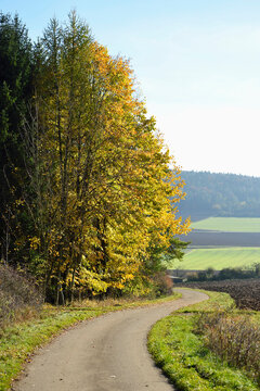 Dirt Road between Forest and Fields in Autumn, Upper Palatinate, Bavaria, Germany