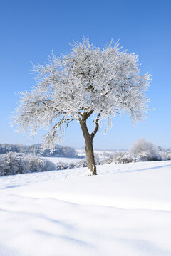 Landscape with Frozen Fruit Tree on Sunny Day in Winter, Upper Palatinate, Bavaria, Germany