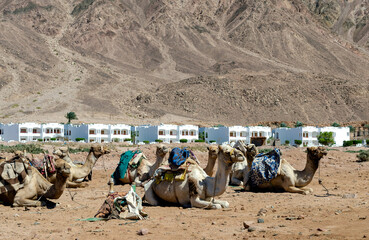 many camels rest on the sand near in Egypt