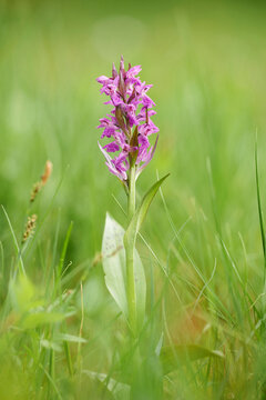 Close-up of a western marsh orchid (Dactylorhiza majalis) blossom in a meadow in early summer, Upper Palatinate, Bavaria, Germany