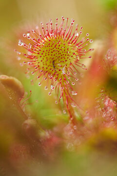 Close-up of a round-leaved sundew (Drosera rotundifolia) plant in early summer, Upper Palatinate, Bavaria, Germany