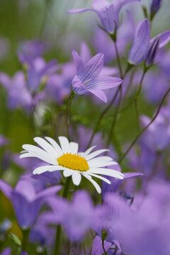 Close-up of a flower meadow with ox-eye daisy (Leucanthemum vulgare) and spreading bellflower (Campanula patula) blossoms in early summer, Upper Palatinate, Bavaria, Germany