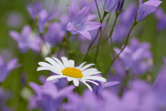 Close-up of a flower meadow with ox-eye daisy (Leucanthemum vulgare) and spreading bellflower (Campanula patula) blossoms in early summer, Upper Palatinate, Bavaria, Germany